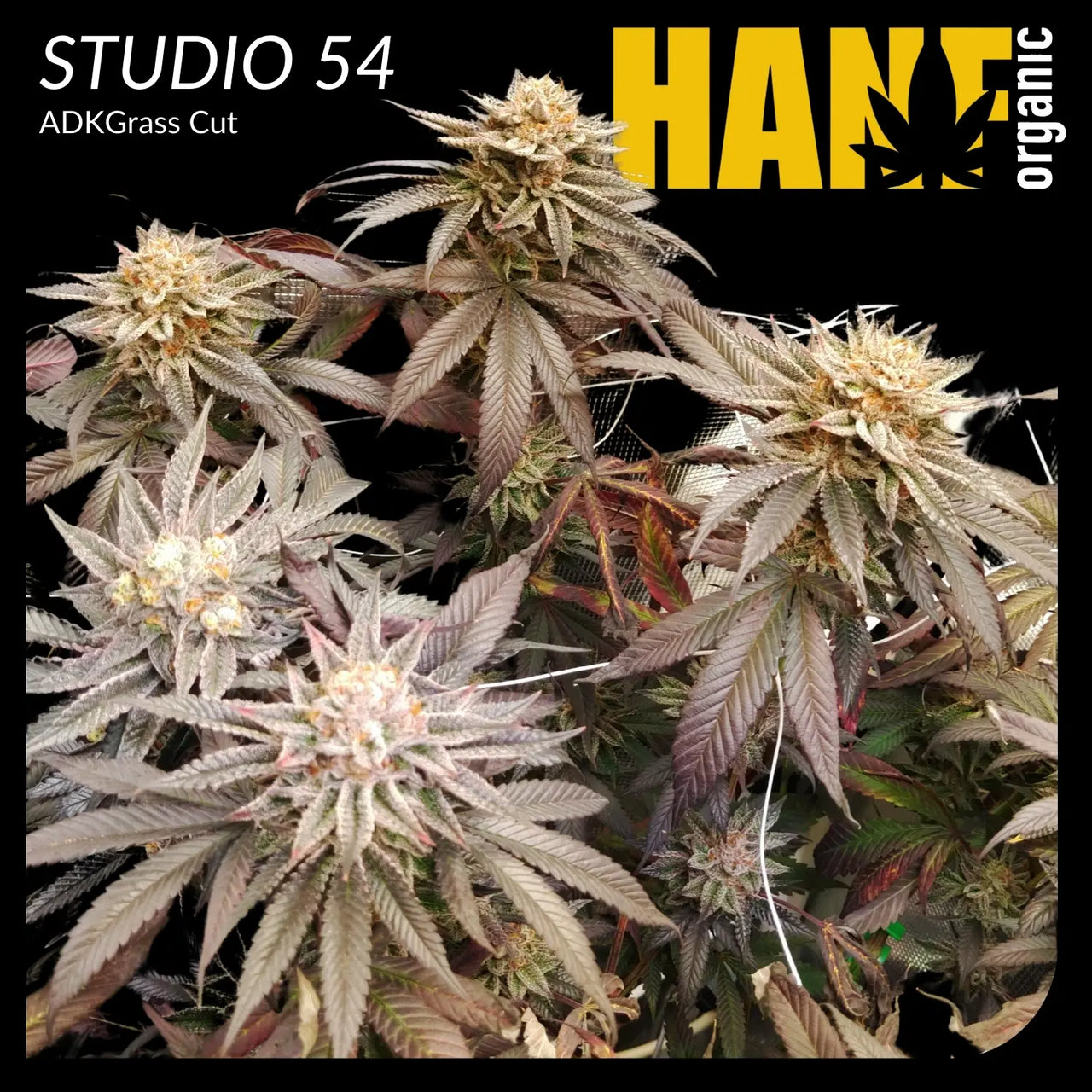 Studio 54 Hanfsteckling