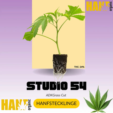 Studio 54 Hanfstecklinge von ADKGrass