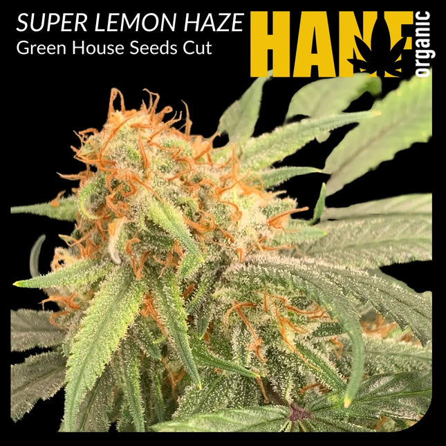 Super Lemon Haze Hanfstecklinge