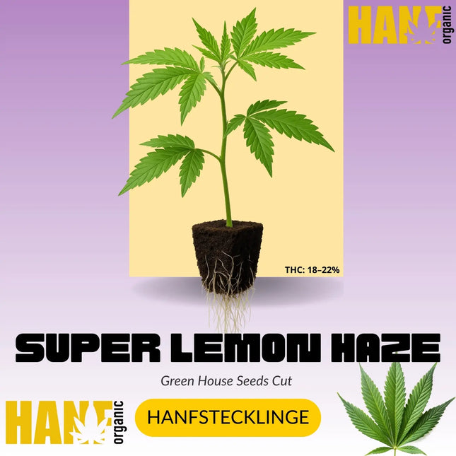 Super Lemon Haze Hanfstecklinge