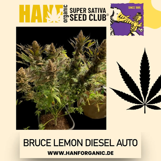 Super Sativa Seeds Club - Bruce Lemon Diesel Auto