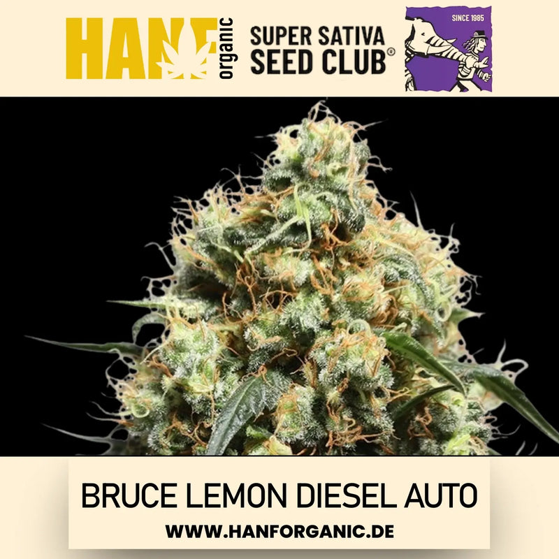 Super Sativa Seeds Club - Bruce Lemon Diesel Auto