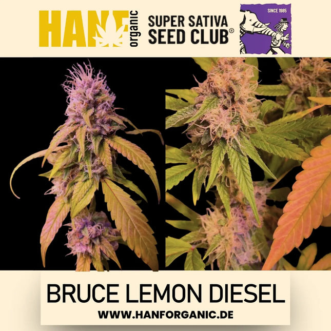 Super Sativa Seeds Club - Bruce Lemon Diesel Fem
