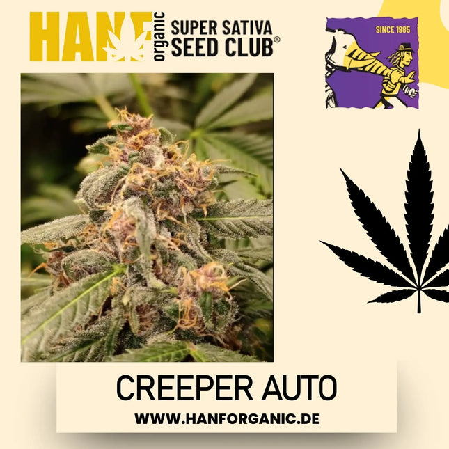 Super Sativa Seeds Club - Creeper Auto