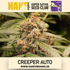 Super Sativa Seeds Club - Creeper Auto