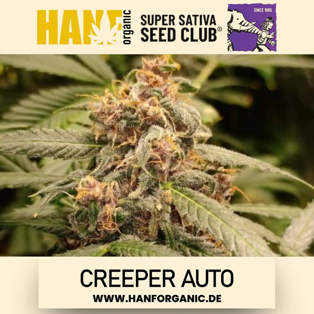 Super Sativa Seeds Club - Creeper Auto
