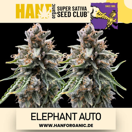 Super Sativa Seeds Club - Elephant Auto