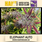 Super Sativa Seeds Club - Elephant Auto