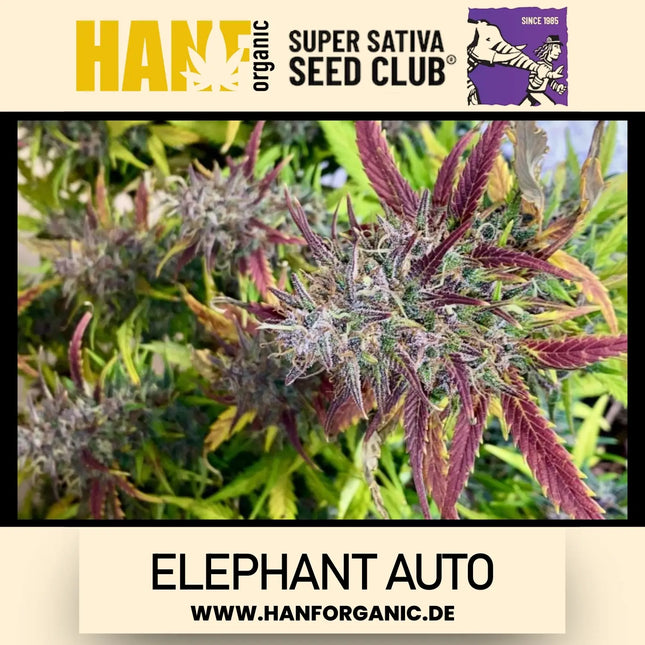 Super Sativa Seeds Club - Elephant Auto