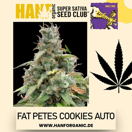 Super Sativa Seeds Club - Fat Petes Cookies Auto
