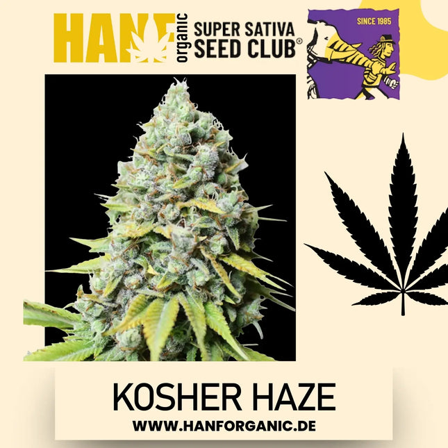 Super Sativa Seeds Club - Kosher Haze Fem