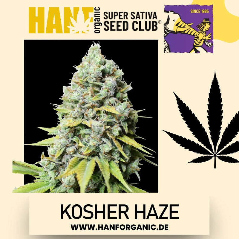 Super Sativa Seeds Club - Kosher Haze Fem