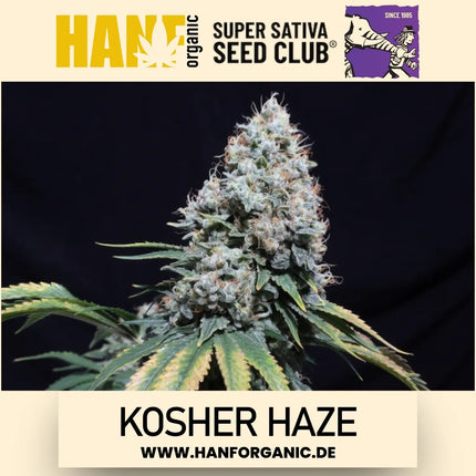 Super Sativa Seeds Club - Kosher Haze Fem