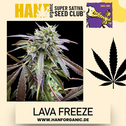 Super Sativa Seeds Club - Lava Freeze Fem