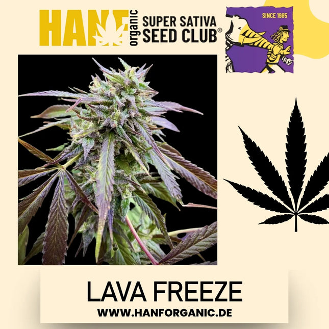 Super Sativa Seeds Club - Lava Freeze Fem