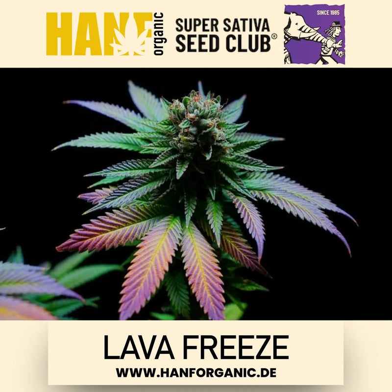 Super Sativa Seeds Club - Lava Freeze Fem