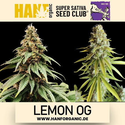 Super Sativa Seeds Club - Lemon OG Fem