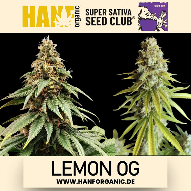 Super Sativa Seeds Club - Lemon OG Fem