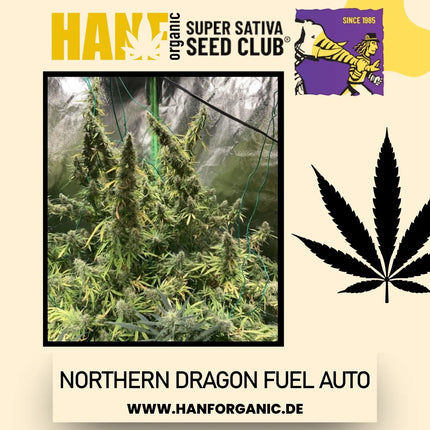 Super Sativa Seeds Club - Northern Dragon Fuel Auto