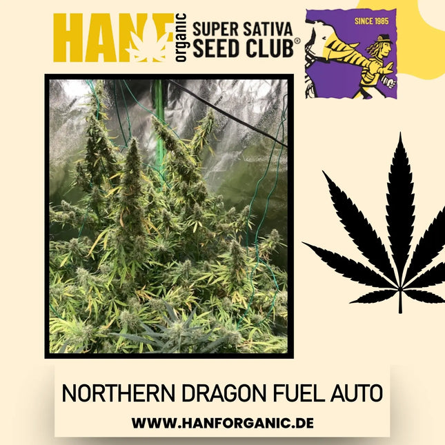 Super Sativa Seeds Club - Northern Dragon Fuel Auto
