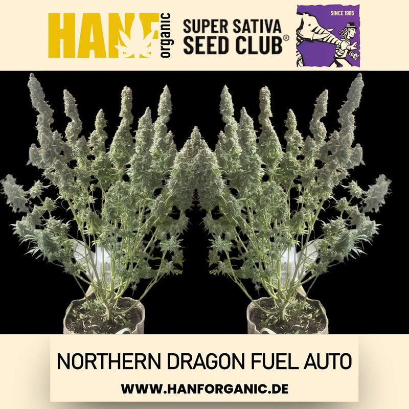 Super Sativa Seeds Club - Northern Dragon Fuel Auto