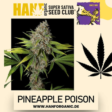 Super Sativa Seeds Club - Pineapple Poison Fem