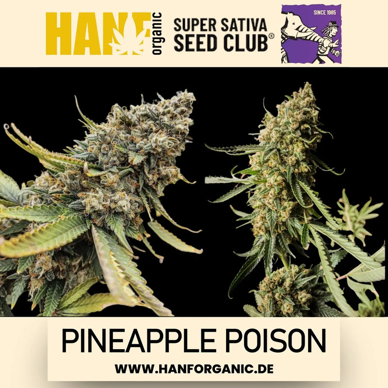 Super Sativa Seeds Club - Pineapple Poison Fem
