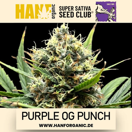 Super Sativa Seeds Club - Purple OG Punch Fem