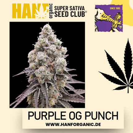 Super Sativa Seeds Club - Purple OG Punch Fem