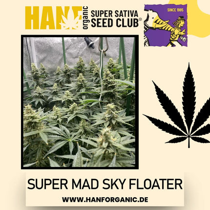 Super Sativa Seeds Club - Super Mad Sky Floater Fem