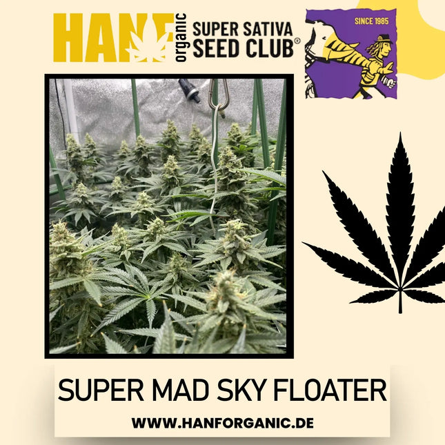 Super Sativa Seeds Club - Super Mad Sky Floater Fem