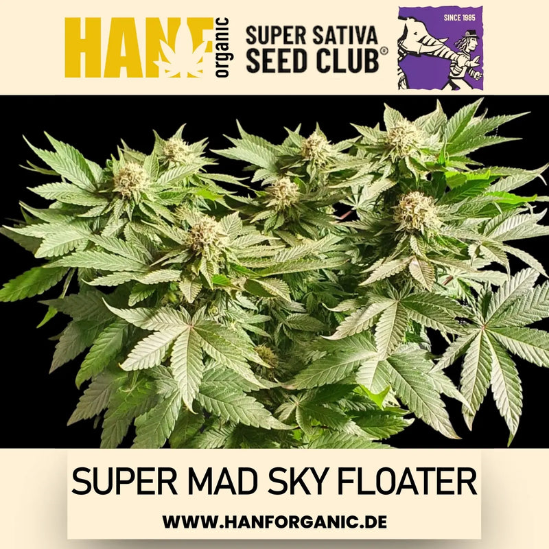 Super Sativa Seeds Club - Super Mad Sky Floater Fem