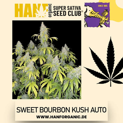 Super Sativa Seeds Club - Sweet Bourbon Kush Auto