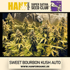 Super Sativa Seeds Club - Sweet Bourbon Kush Auto