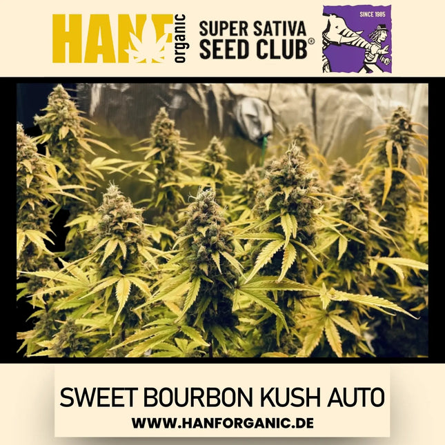 Super Sativa Seeds Club - Sweet Bourbon Kush Auto