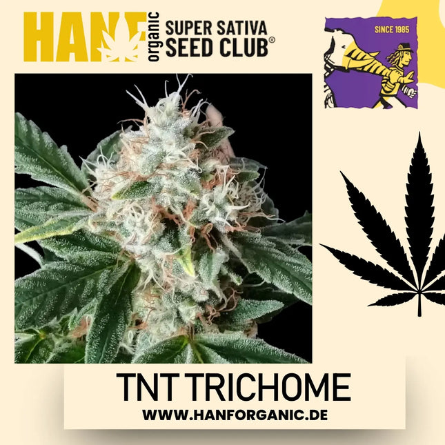 Super Sativa Seeds Club - TNT Trichome Fem
