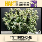 Super Sativa Seeds Club - TNT Trichome Fem