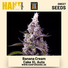 Banana Cream Cake XL Auto Hanfsamen von Sweet Seeds