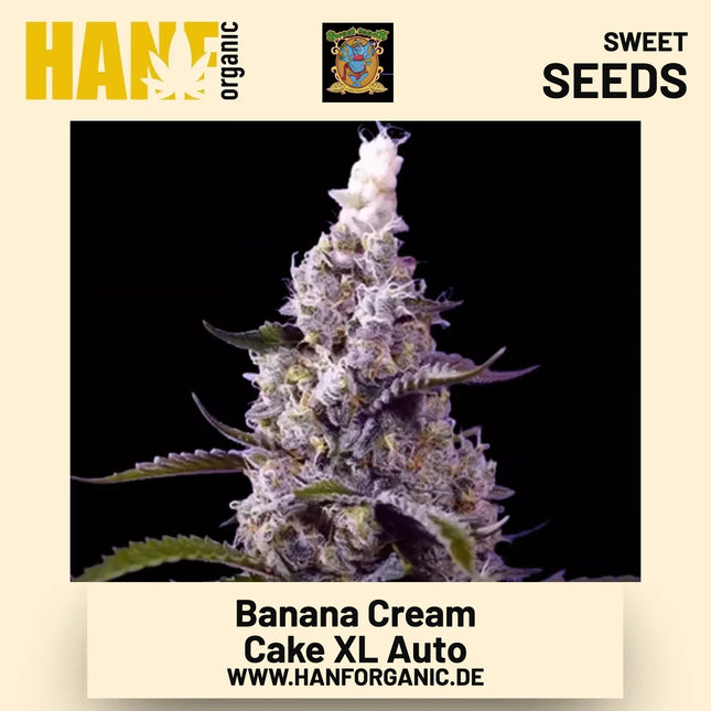 Banana Cream Cake XL Auto Hanfsamen von Sweet Seeds