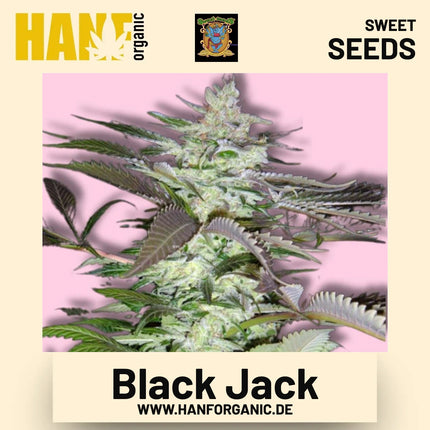 Black Jack Hanfsamen von Sweet Seeds