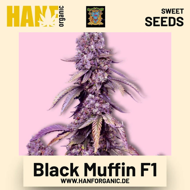 Black Muffin F1 Hanfsamen von Sweet Seeds