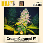 Cream Caramel F1 Hanfsamen von Sweet Seeds