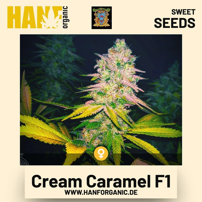 Cream Caramel F1 Hanfsamen von Sweet Seeds