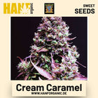 Cream Caramel Hanfsamen von Sweet Seeds