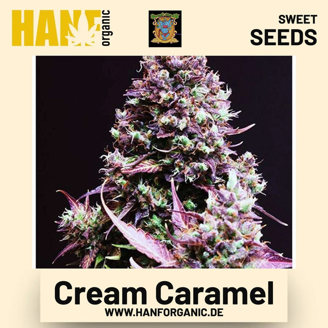 Cream Caramel Hanfsamen von Sweet Seeds