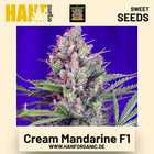 Cream Mandarine F1 Hanfsamen von Sweet Seeds