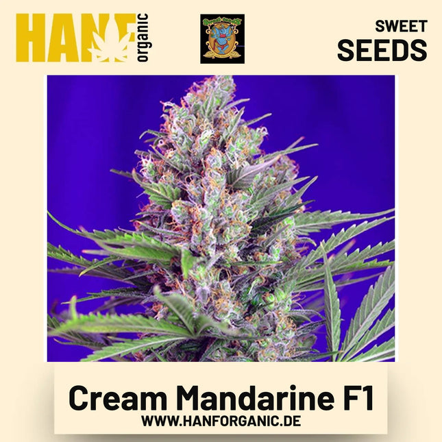 Cream Mandarine F1 Hanfsamen von Sweet Seeds