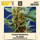 Cream Mandarine XL Auto Hanfsamen von Sweet Seeds