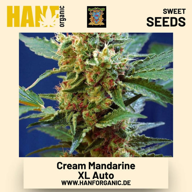 Cream Mandarine XL Auto Hanfsamen von Sweet Seeds