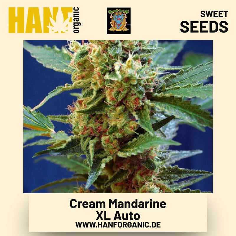 Cream Mandarine XL Auto Hanfsamen von Sweet Seeds